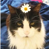 Virginia Anne  Mills