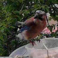 Nayara Tanit Ibáñez