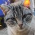 Asociacion felina Hervás Colonia Felina Hervás