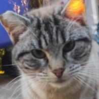 Asociacion felina Hervás Colonia Felina Hervás