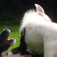 Paul van Koningsveld