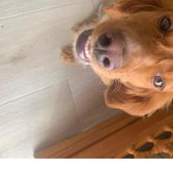 Estefania Guerra canes