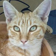 Encarna Belmonte Capilla