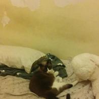 Francisco José Ferrari Villar