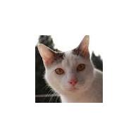 Lourdes Bosch Tramunt