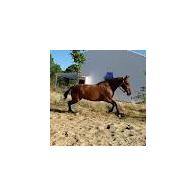 G el Acebuche Caballos PRE