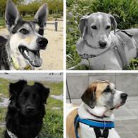 MARI CARMEN TRILLO FERNANDEZ