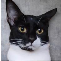 Asociación Protectora Felina de Cáceres