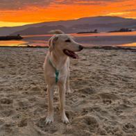 Andrea  Iglesias Pazó