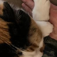 Mónica Ferrero Leonardo