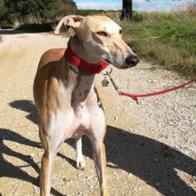 Oscar Lafuente Escudero