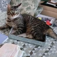 Auxi Rodriguez Márquez