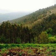 Maria Farpon Dominguez