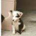 Protectora Xermade  ( ANIMALS HELP)