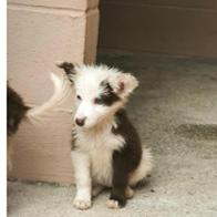 Protectora Xermade  ( ANIMALS HELP)