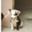 Protectora Xermade  ( ANIMALS HELP)