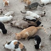 Eva Molina Fernandez