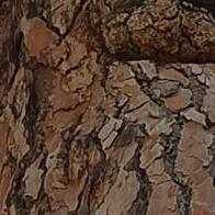 María Carmen Ramos Pérez