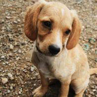 Gintare Mitiukovaite