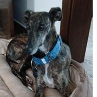 María del Carmen Japón Romero