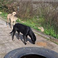 Ornella Di Benedetto