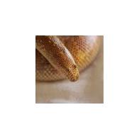 Rosa Camiña Chinchilla