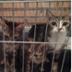 El Refugio de Michis Lovely cats pet