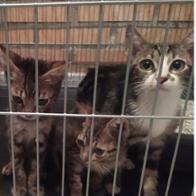 El Refugio de Michis Lovely cats pet