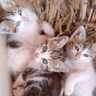 Patitas  Malagueñas