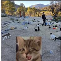 Irene  Gómez del pulgar Baeza