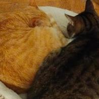 Alberto Meneses Garcia