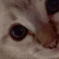 Los Gatetes  Justicieros