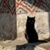 4 gatos  de Panticosa