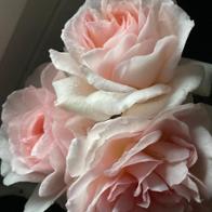 Audrey Decaux Quibel