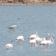 Enriqueta Morejón Jiménez