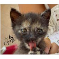 hoacuore ungatto