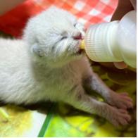 Associazione Romeo ODV