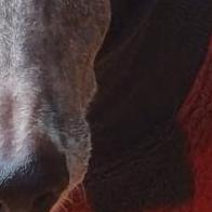 Jake- Hundehilfe Jake-Family