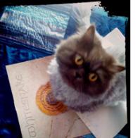 Cristina Luengo Bravo