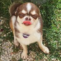 Sharon-Lesley  Minta