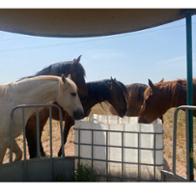 Georgina Ràfols Bartra