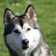 Carmela Perciot-perfetto