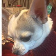 Sara De Diego Bonell