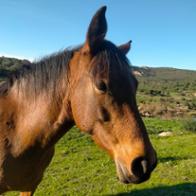 Claudia García-Matarredona