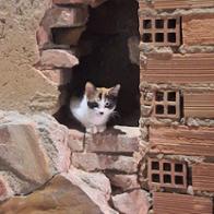 BASTET COMUNIDAD FELINA