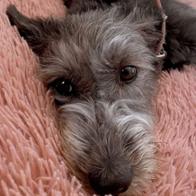 María Moreno España