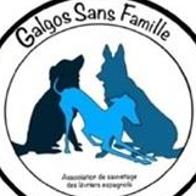 Galgos sans famille