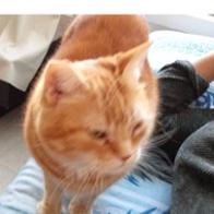 Asociación  Cats Live Majadahonda