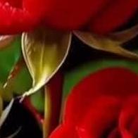 Isabel Casanova Sanchez