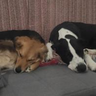 Inmaculada  Rodríguez Torres